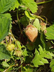 The first Strawberries!