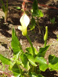 The first Calla Lilly